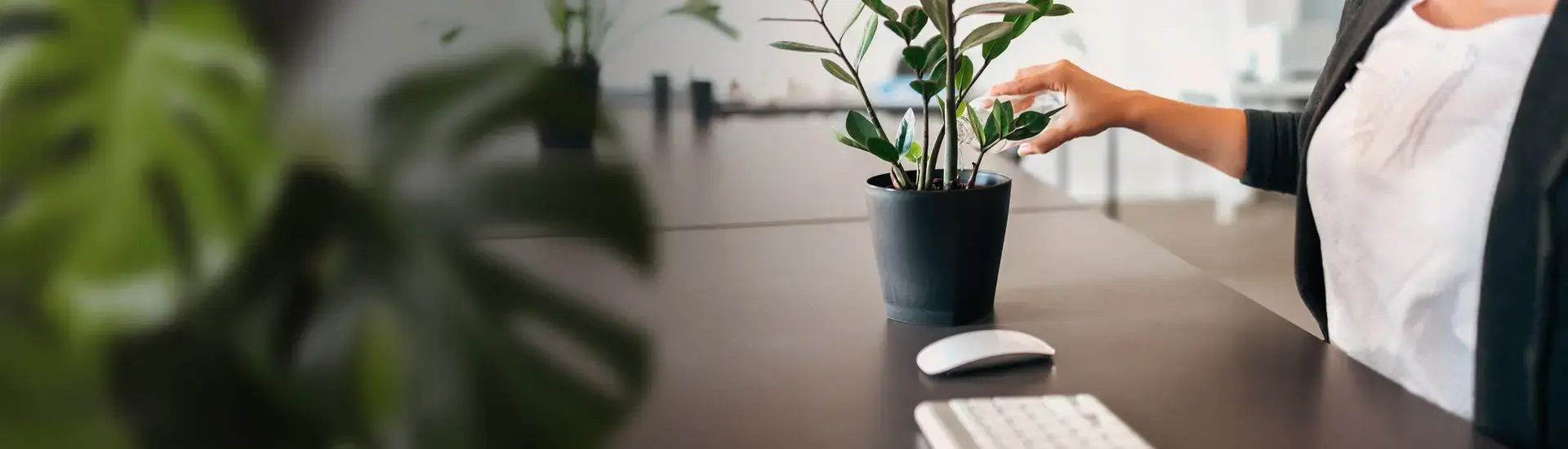 Interim Management Organizational Development: The picture shows a woman sitting at a desk and watering a potted plant.