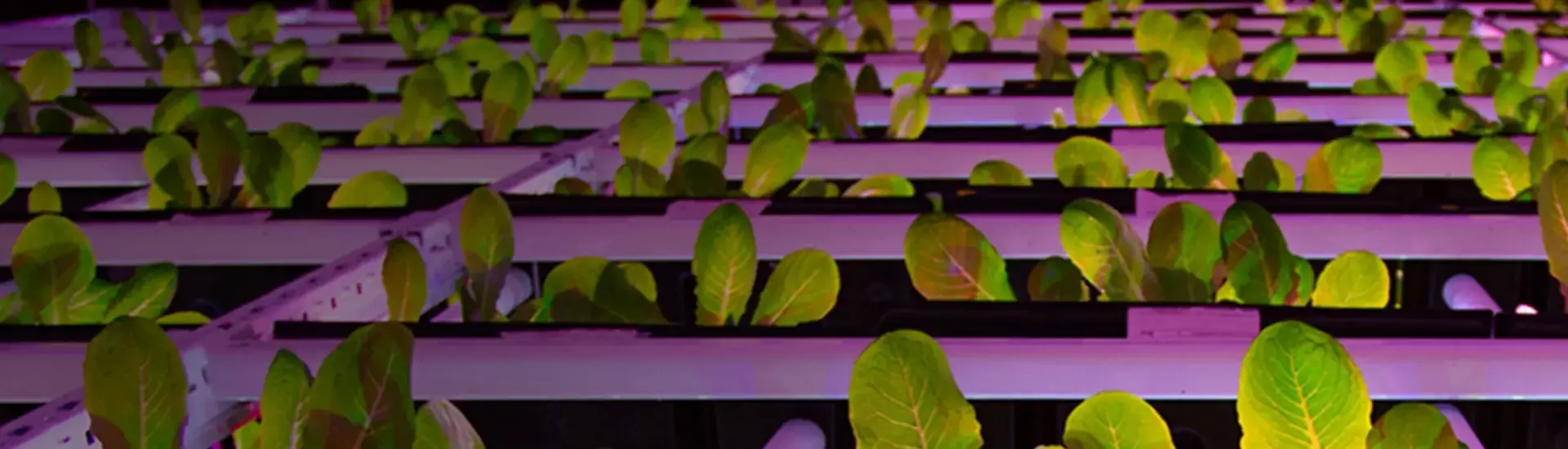 Interim management corporate strategy: The picture shows lettuce leaves in a purple-lit greenhouse.