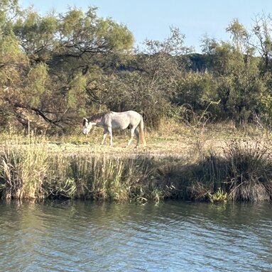Camargue